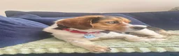 Mixed Breed dogs for adoption: Maria - FOR ADOPTION  in Buxton - Advert 4
