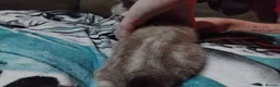 British Shorthair cats for sale: x1 female left  - Advert 3