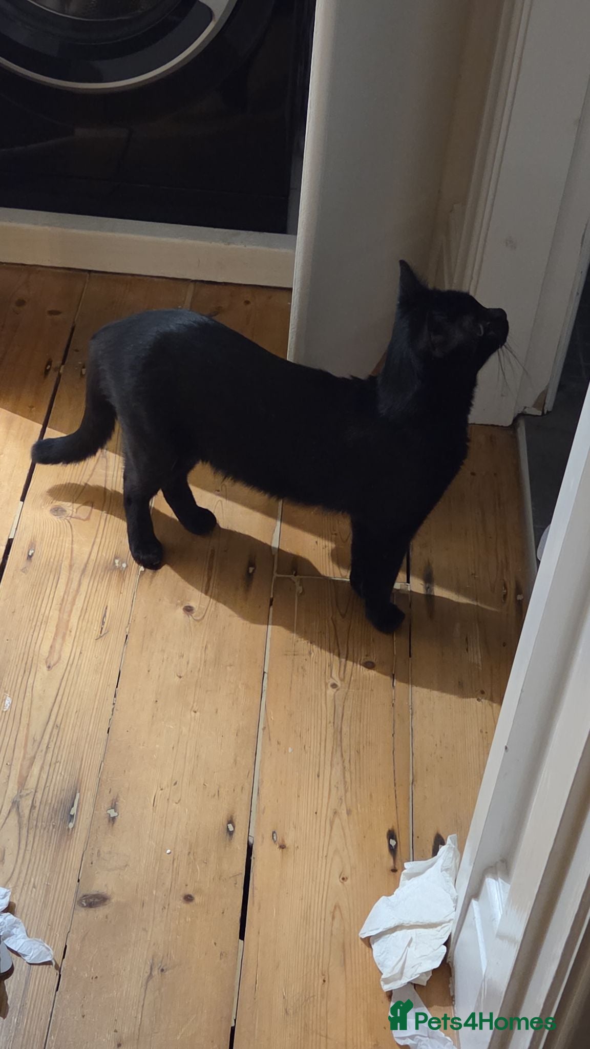 Mixed Breed cats for sale: Sweet Boy for new home - Advert 1