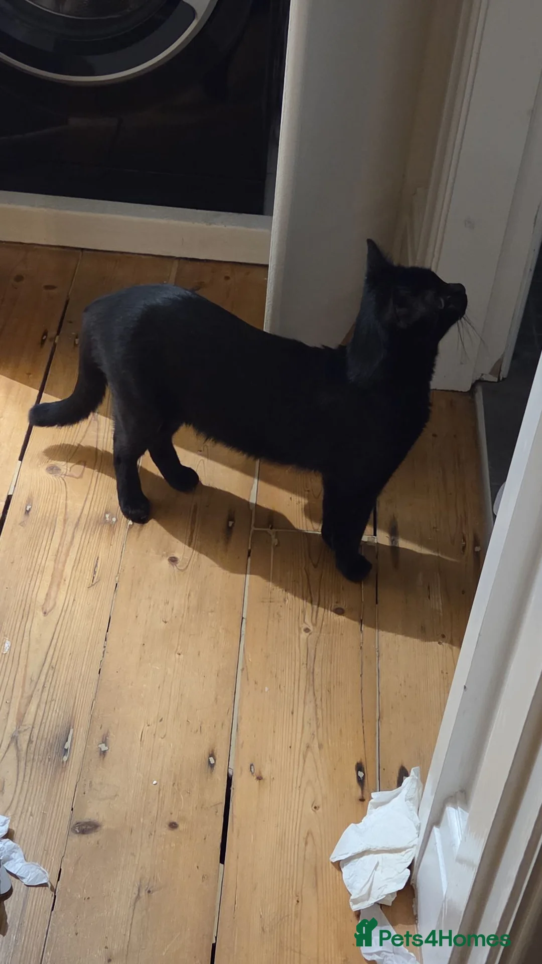 Mixed Breed cats for sale: Short haired Black Male for new home in Nottingham - Advert 3