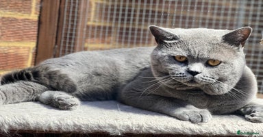British Shorthair cats - Advert 4