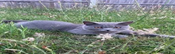 British Shorthair cats for sale: 💙 British Shorthair Male & Female 🐾 - Advert 5