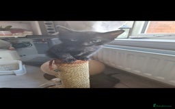 British Shorthair cats for sale: x2 black kittens - Image 9