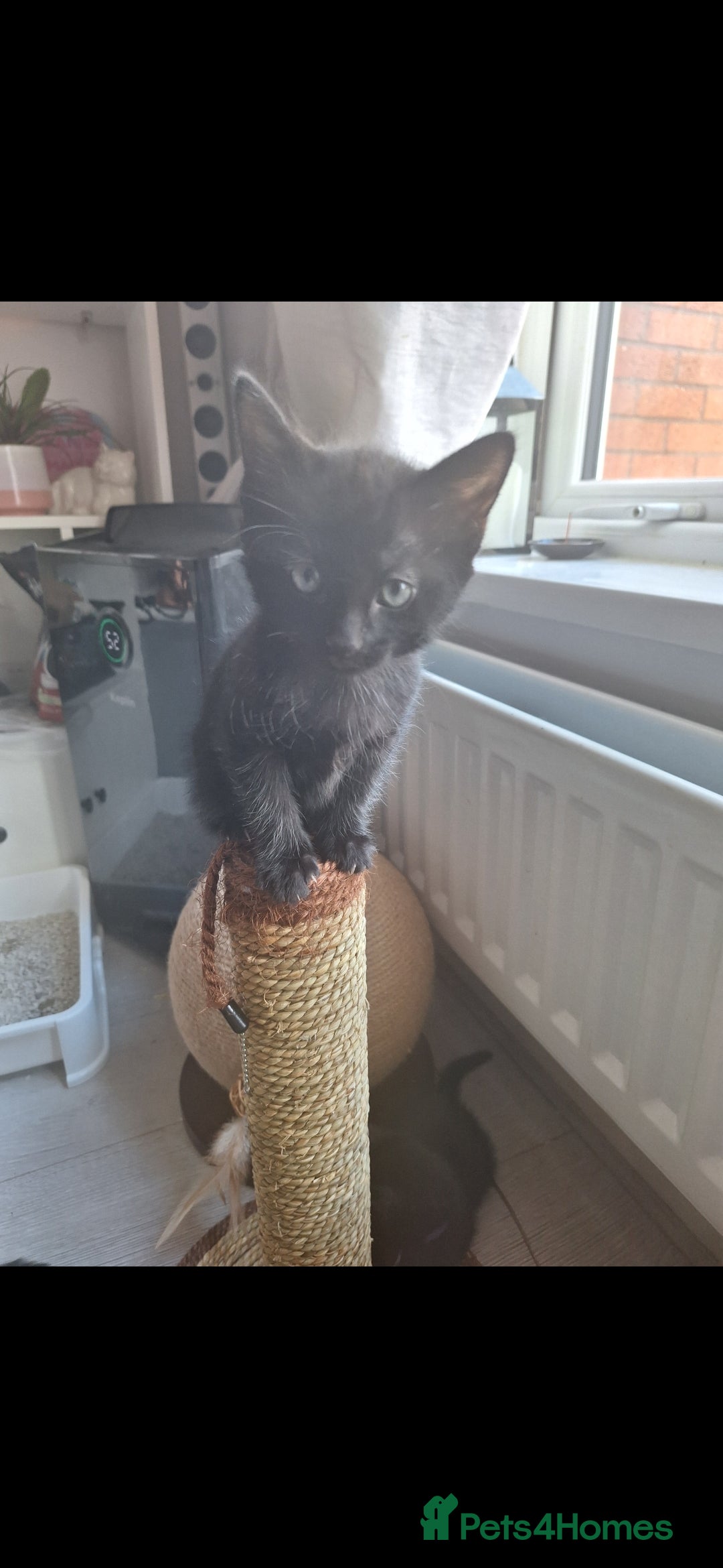 British Shorthair cats for sale: x2 black kittens - Image 9
