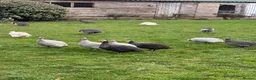 Mixed Breed poultry for sale: Chicken/Ducks/guinea fowls/ geese  - Advert 2