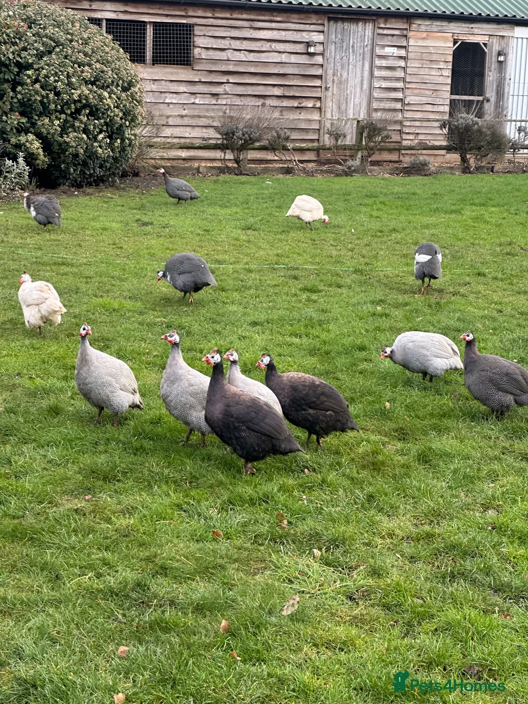 Mixed Breed poultry for sale: Chicken/Ducks/guinea fowls/ geese  - Advert 2