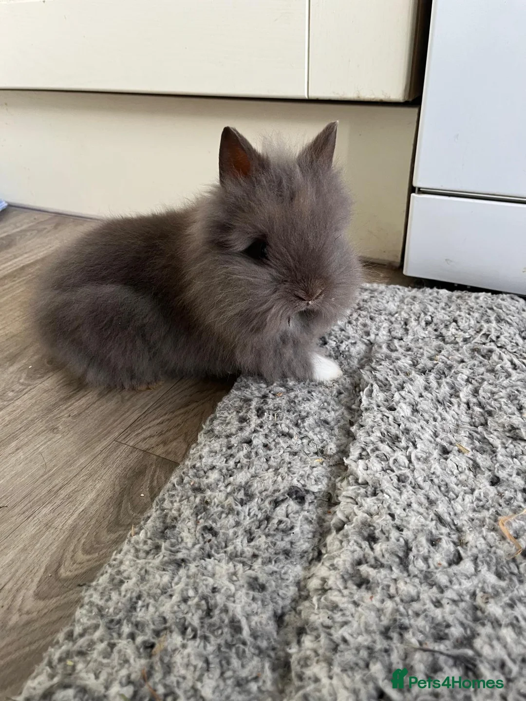 Angora rabbits for sale: Beautiful Angora/ lionhead rabbits - Advert 1