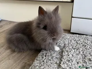 Angora rabbits Beautiful Angora/ lionhead rabbits - Advert 5