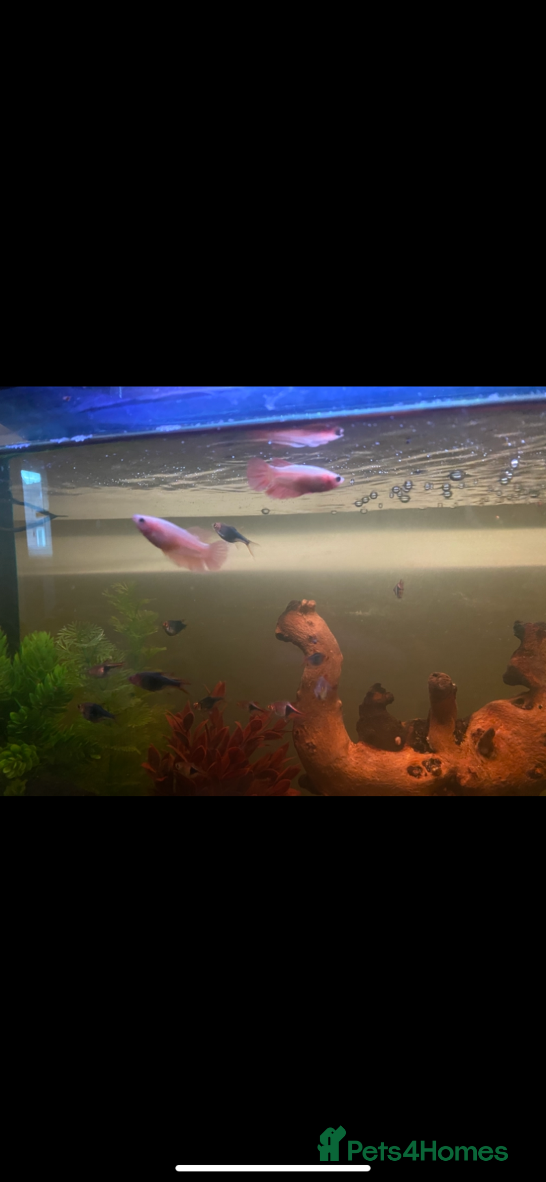 Bettas fish for sale: 2 tanks + fish - Image 8