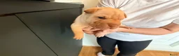 Shar Pei dogs for sale: Sharpei Puppies for sale  - Advert 25