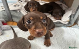Miniature Dachshund dogs for sale: KC Registered Miniature Dachshund Puppies For Sale - Image 18