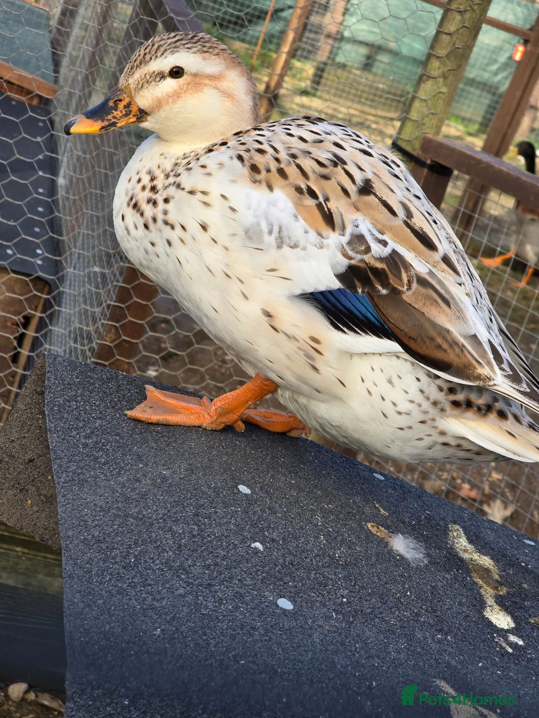 Ducks poultry for sale: Mini Silver Appleyard ducklings  - Advert 2