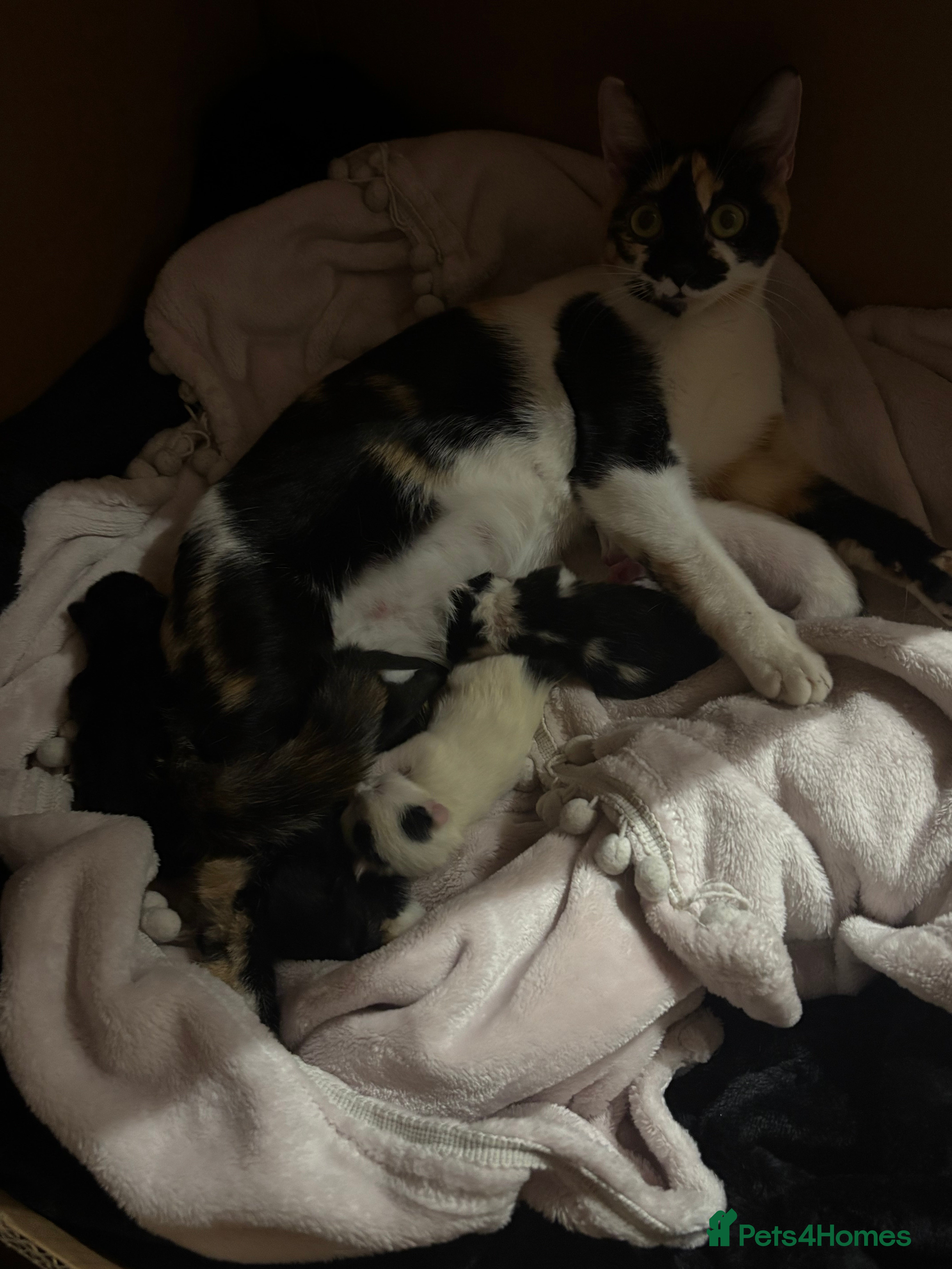 Mixed Breed cats My gorgeous girl Luna and her babies  - Advert 1