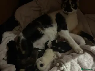 Mixed Breed cats My gorgeous girl Luna and her babies - Advert 1