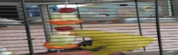 Parakeets birds for sale: Rock pebbler/ regent parrot in Congleton - Advert 2