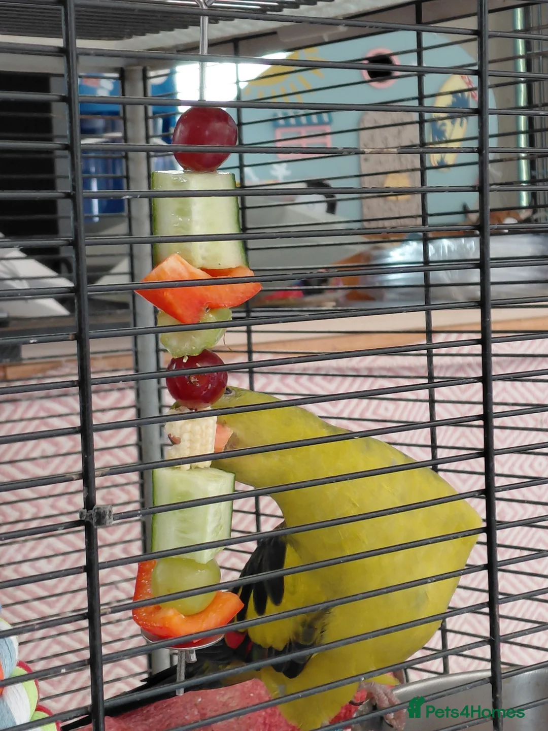 Parakeets birds for sale: Rock pebbler/ regent parrot in Congleton - Advert 2