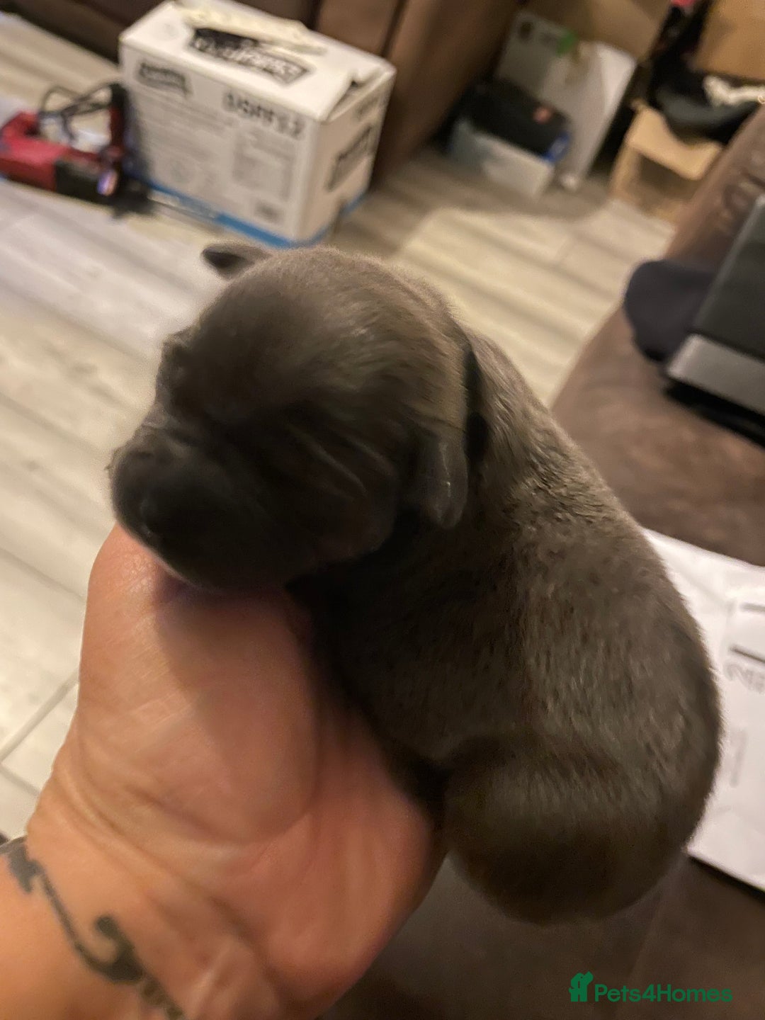 Staffordshire Bull Terrier dogs for sale: Blue pups  - Advert 25