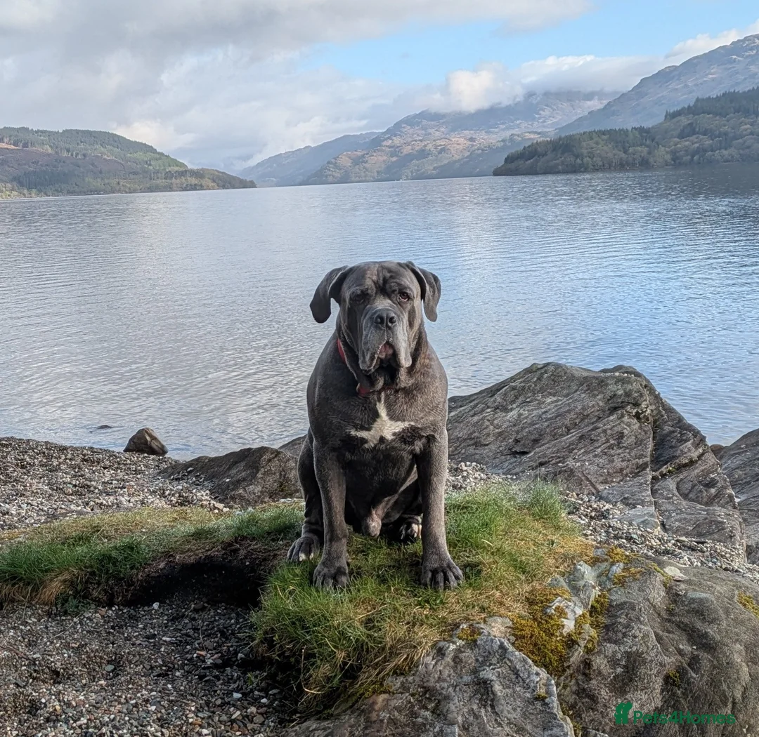 Cane Corso dogs for stud: Proven Cane Corso Stud from Champion Lines in Glasgow - Advert 7