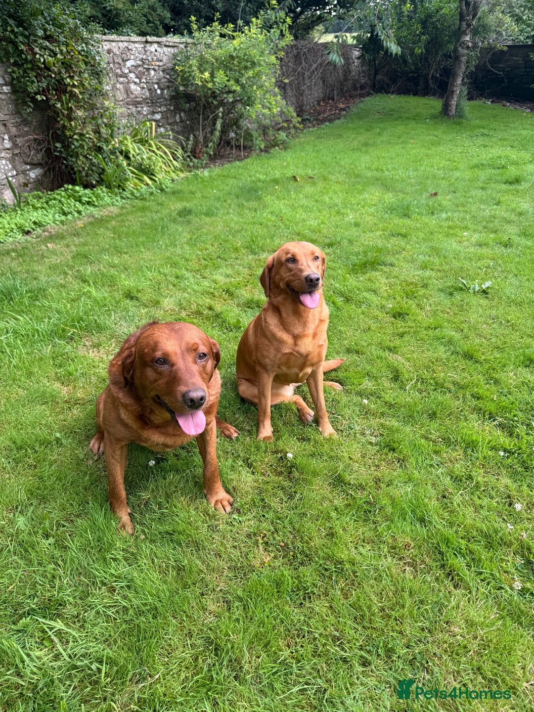 Labrador Retriever dogs for sale: Beautiful Fox Red Labrador Puppies – Family Raised - Image 6