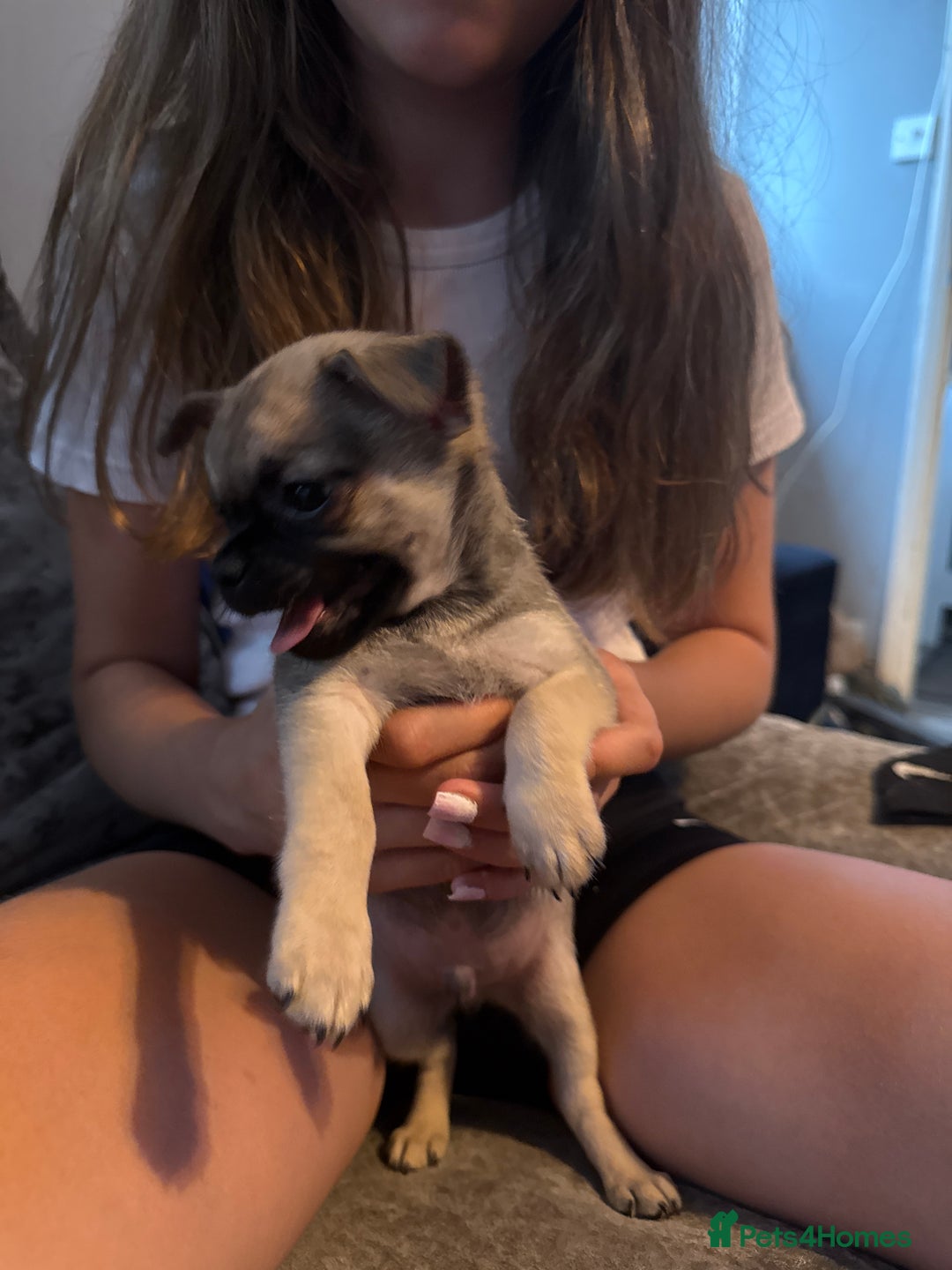 Chug dogs for sale: 2 puppy chugs for sale  - Image 3