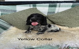 Cocker Spaniel dogs for sale: KC Registered Show Type Cocker Spaniels - Image 7