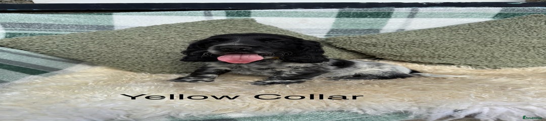 Yellow Collar