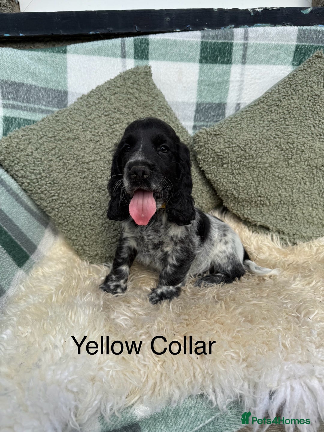 Cocker Spaniel dogs for sale: KC Registered Show Type Cocker Spaniels - Image 7