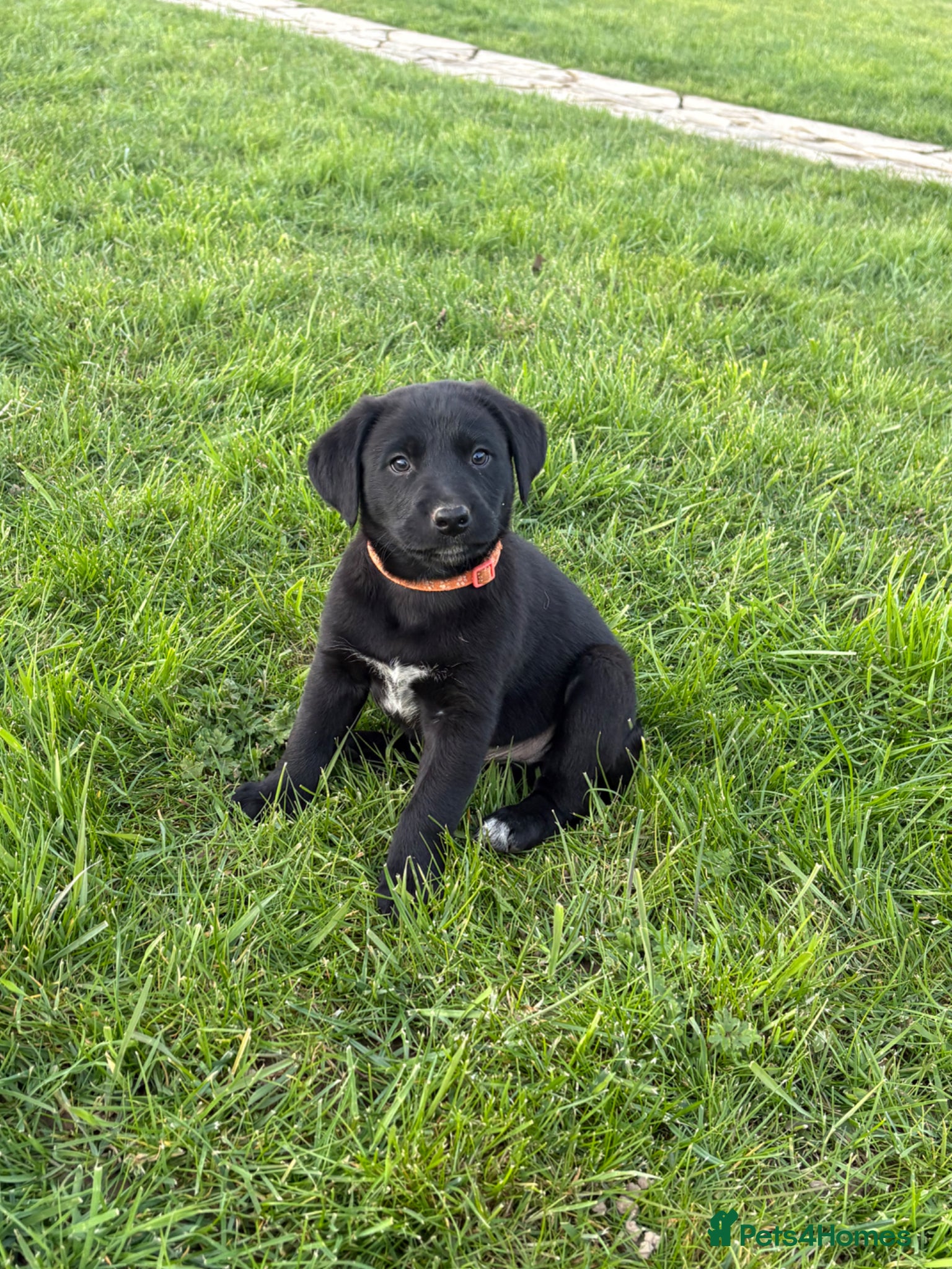 Borador dogs Borodor puppies perfect family dogs  - Advert 1