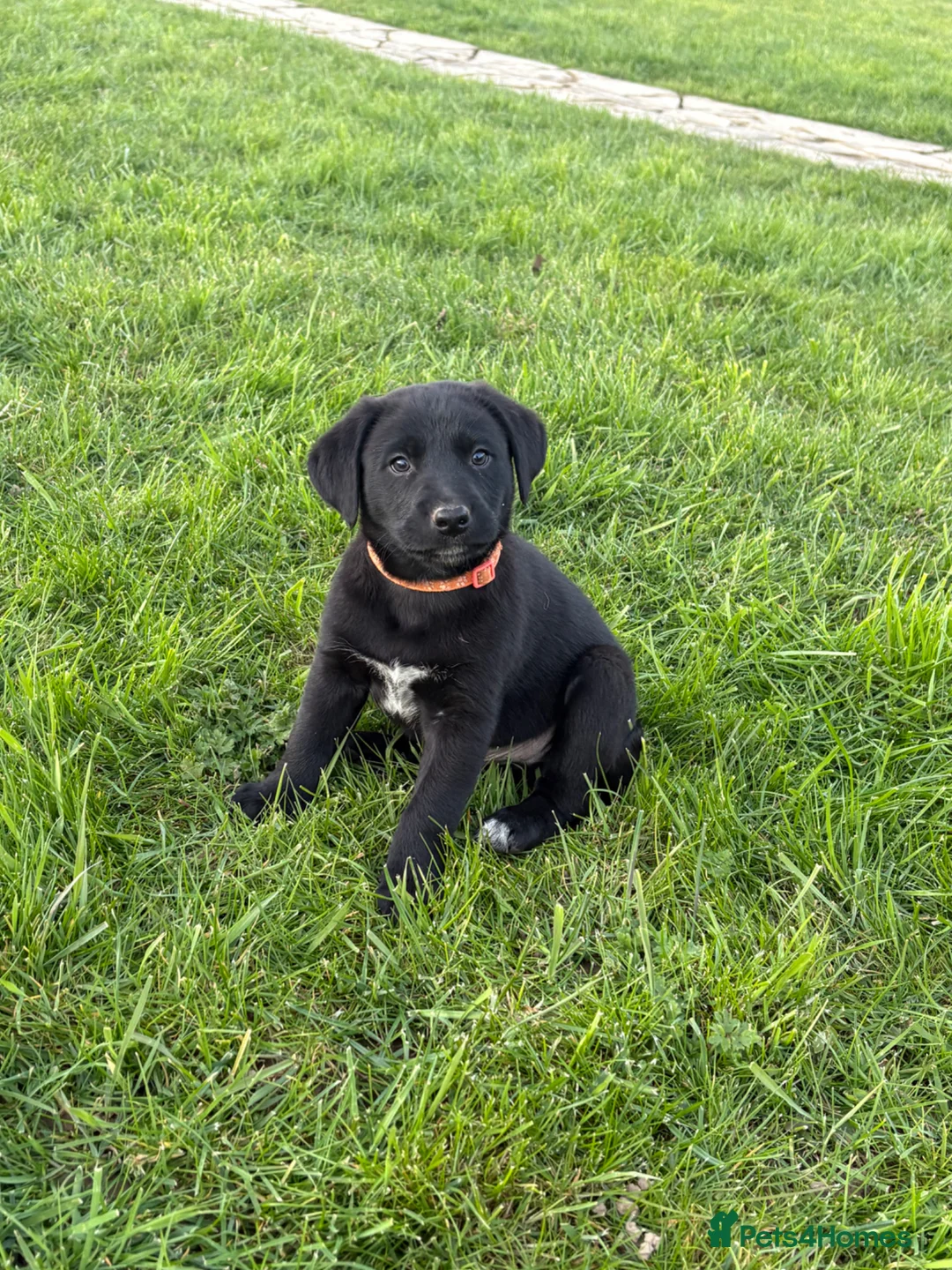 Borador dogs for sale: Borodor puppies perfect family dogs  - Advert 1