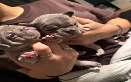 French Bulldog dogs for sale: French bulldogs - Image 2