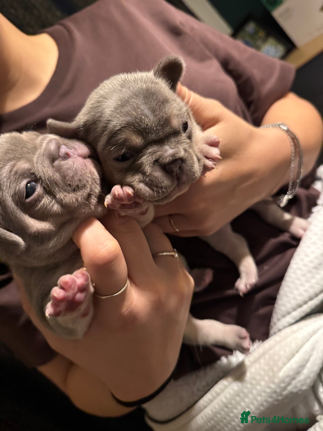French Bulldog dogs for sale: French bulldogs - Image 2