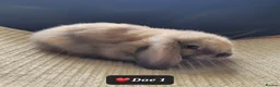 Mini Lop rabbits for sale: Pure mini lops  - Advert 5