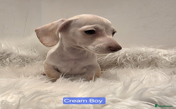 Miniature Dachshund dogs - Advert 4