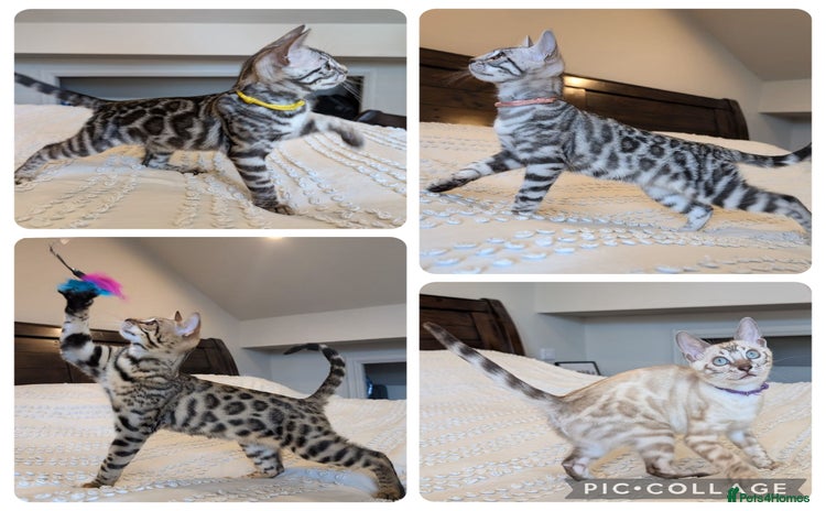 Bengal cats in Barnoldswick - Advert 3