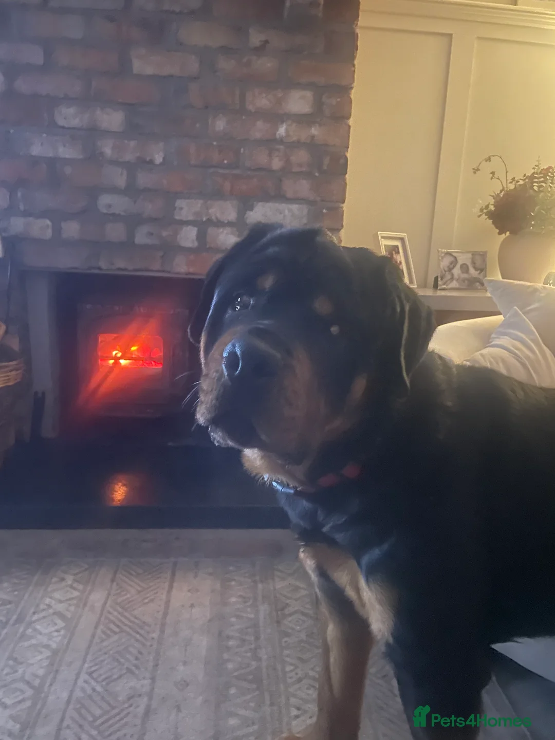 Rottweiler dogs for stud: Beautiful Rottweiler dog for stud - Advert 5