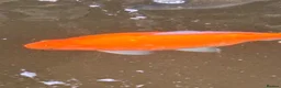 Koi Carp fish for sale: Fish pond plus fish  in Swadlincote - Advert 13