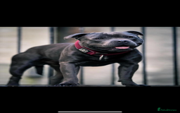 Staffordshire Bull Terrier dogs for sale: 😍😍 BEAUTIFUL & CHUNKY BLUES💙 - Image 39