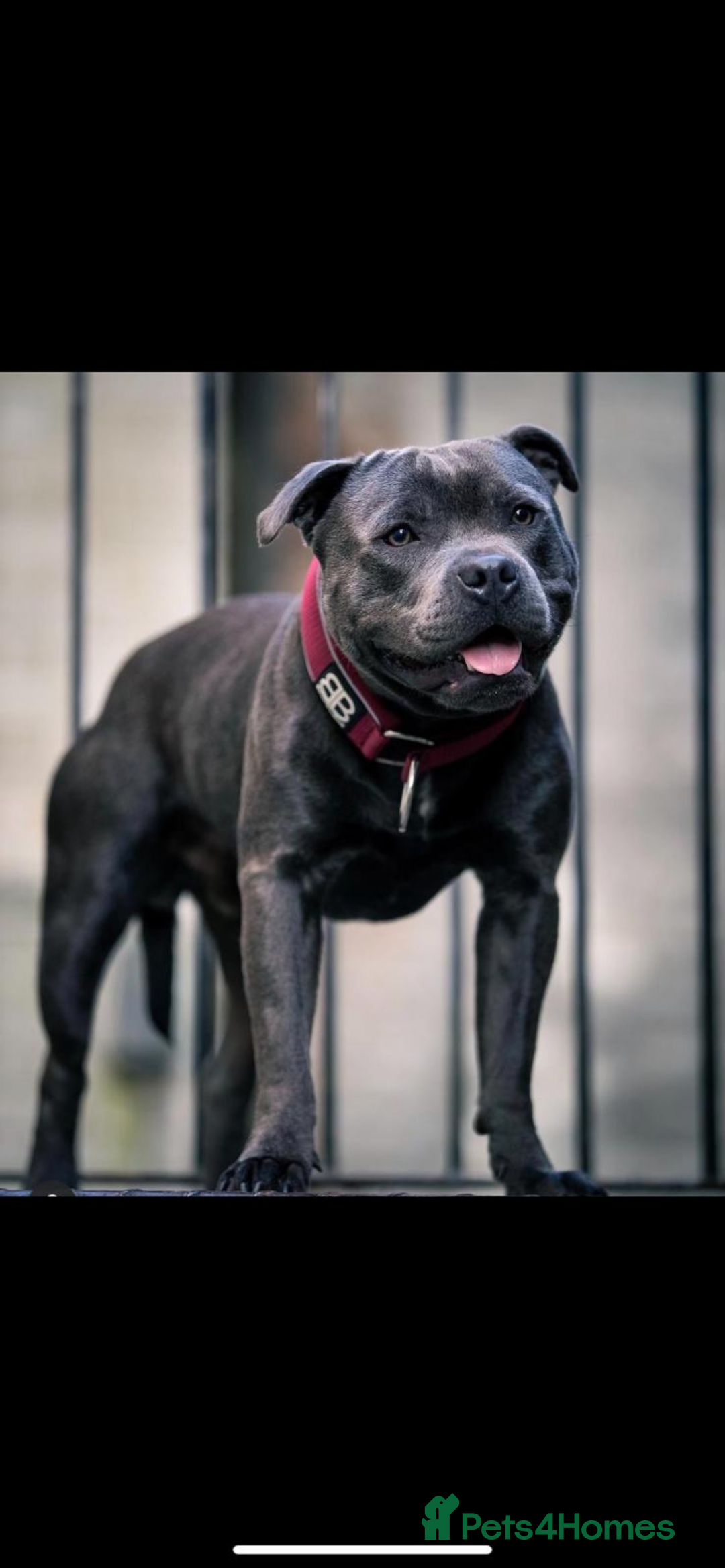 Staffordshire Bull Terrier dogs for sale: 😍😍 BEAUTIFUL & CHUNKY BLUES💙 - Image 39