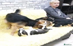 Mixed Breed dogs for adoption: 💖🐶 CHIKA 🐶💖 - Image 3