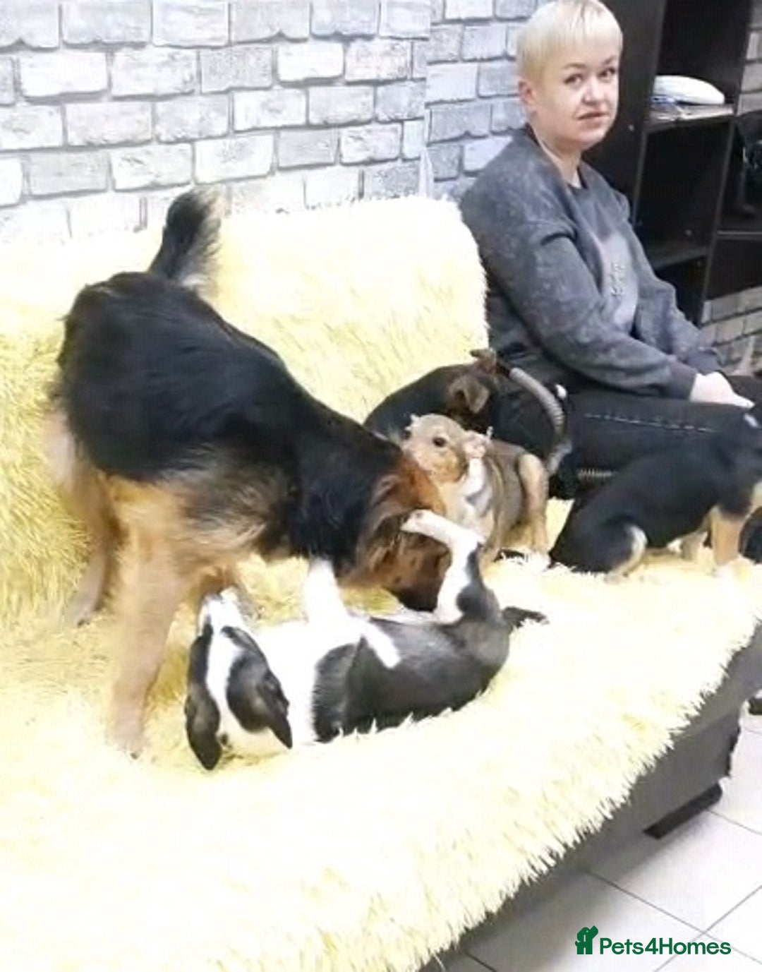 Mixed Breed dogs for adoption: 💖🐶 CHIKA 🐶💖 - Image 3