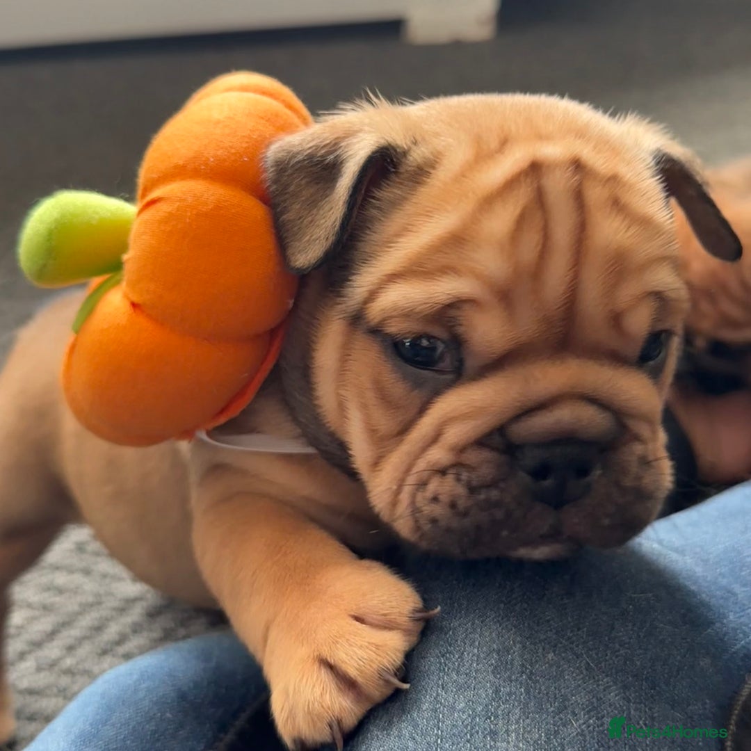 English Bulldog dogs for sale: Traditional English Bulldog Puppies  - Image 10