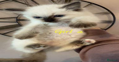Ragdoll cats - Advert 3