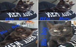 British Shorthair cats for sale: Beautiful BSH kittens in West London - Image 5