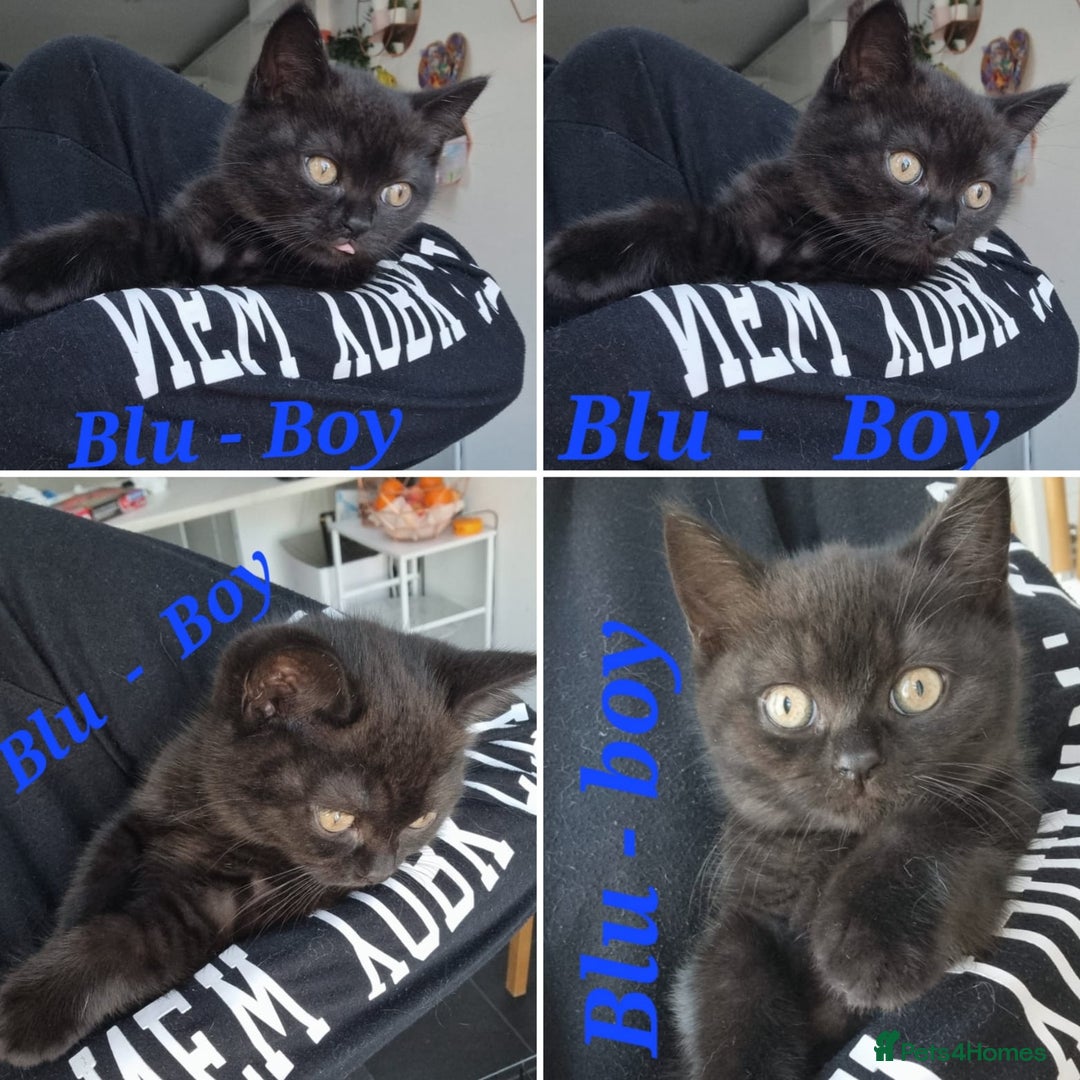 British Shorthair cats for sale: Beautiful BSH kittens in West London - Image 5