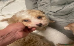 Cavapoo dogs for sale: Beautiful cavapoo puppies  - Image 5