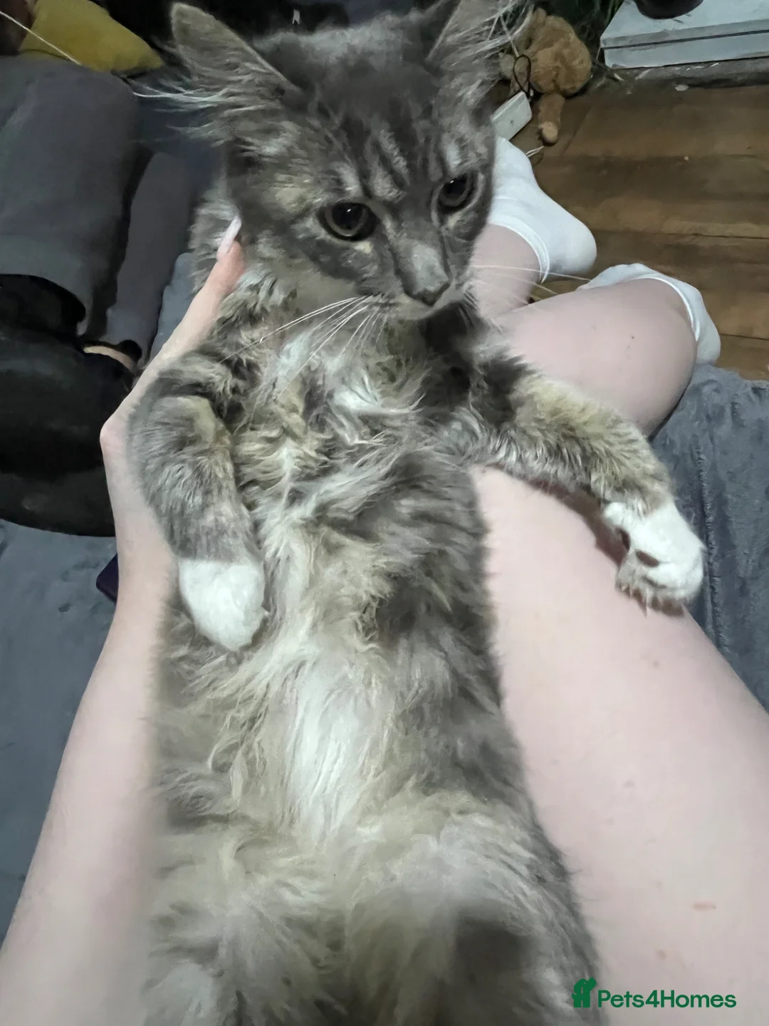Maine Coon cats for sale: mainecoon/norwiegn forest cat  in Bristol - Advert 1