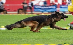 German Shepherd dogs for stud: WORLD FAMOUS STUD ARRIVED IN THE UK - Image 6