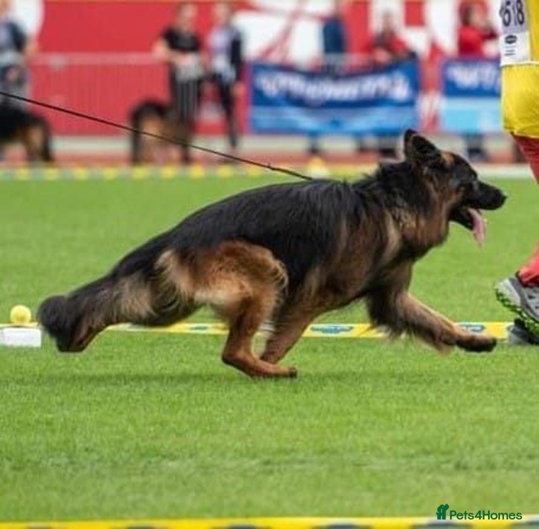 German Shepherd dogs for stud: WORLD FAMOUS STUD ARRIVED IN THE UK - Image 6