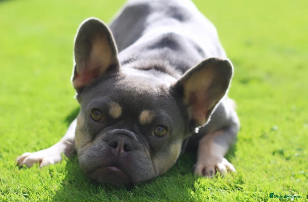 French Bulldog dogs for sale: 💞 Lilac & Tan French Bulldog - Advert 1
