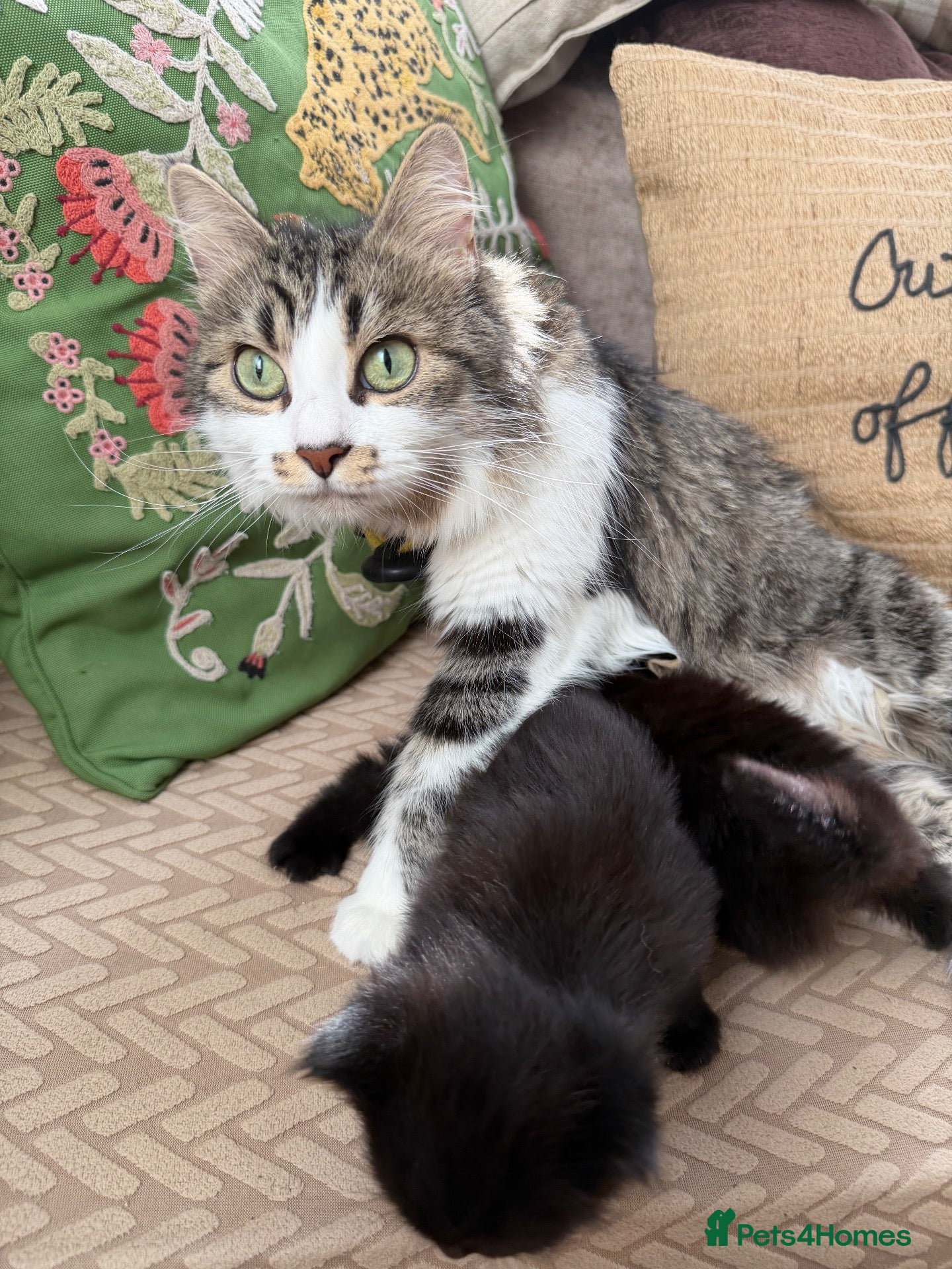 British Longhair cats One kitten left  - Advert 2
